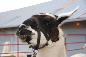 Marcia Weinert took this charming photo of a very happy alpaca.  I thought it might brighten your day.  You are welcome!