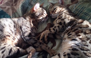 Jedi and Jasmine napping in the winter sun