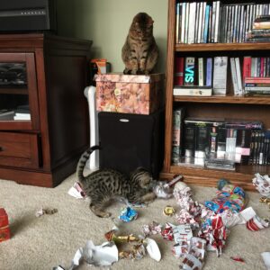 Older sister Jasmine watched kitten Benedict Cumbercat very carefully.  Benny thought the Christmas wrapping was a lot of fun!