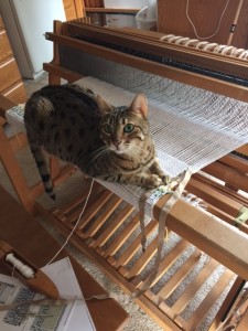 I turn my back, and Jasmine got up on the front beam!  Seriously?  Is that a comfy spot?