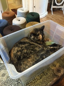 Koko thinks this bin of yarn is a cozy nap spot...hard to argue!